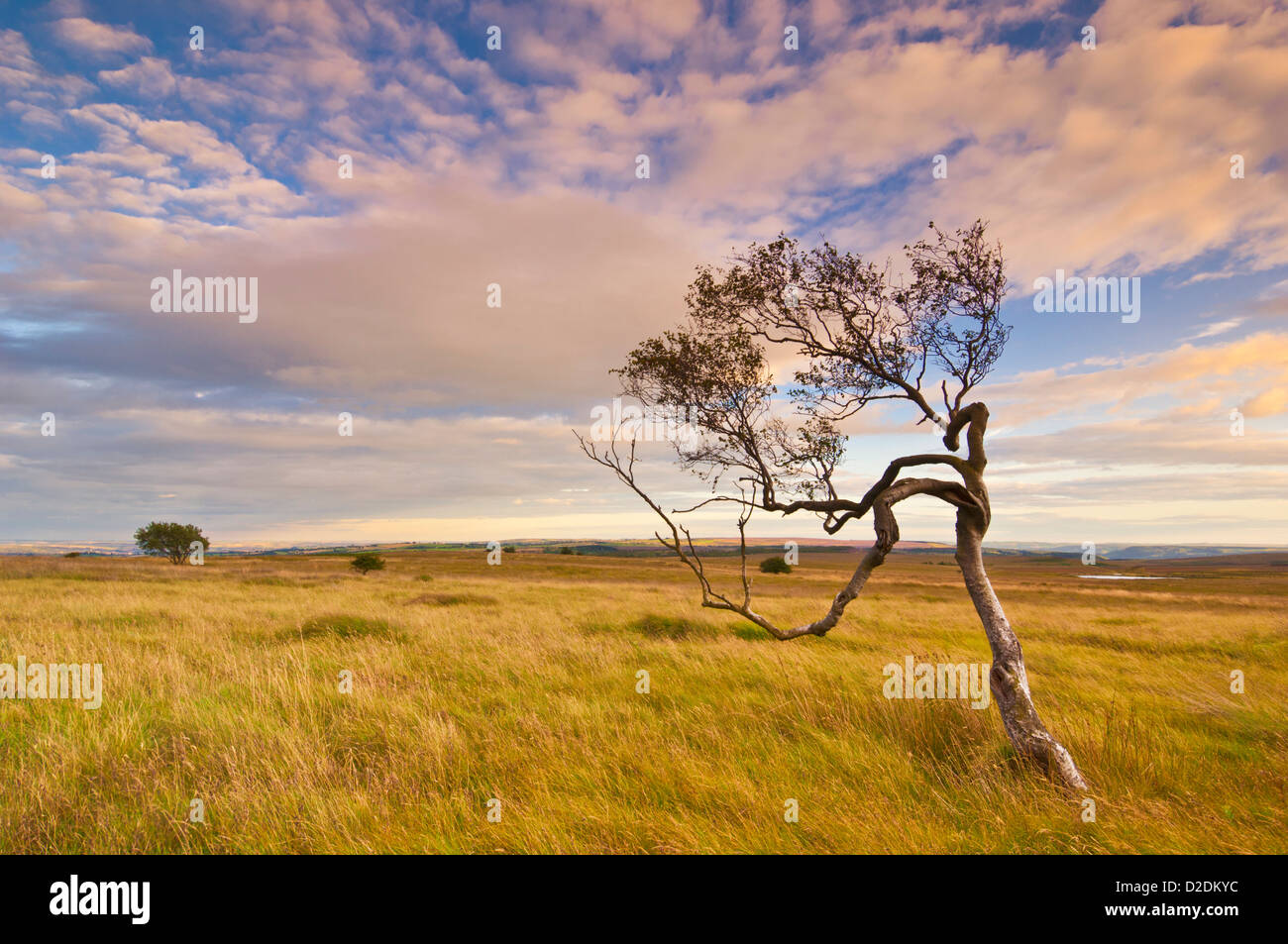 Albero ritorto al crepuscolo Derbyshire Peak distretto parco nazionale Derbyshire Inghilterra GB Europa Foto Stock