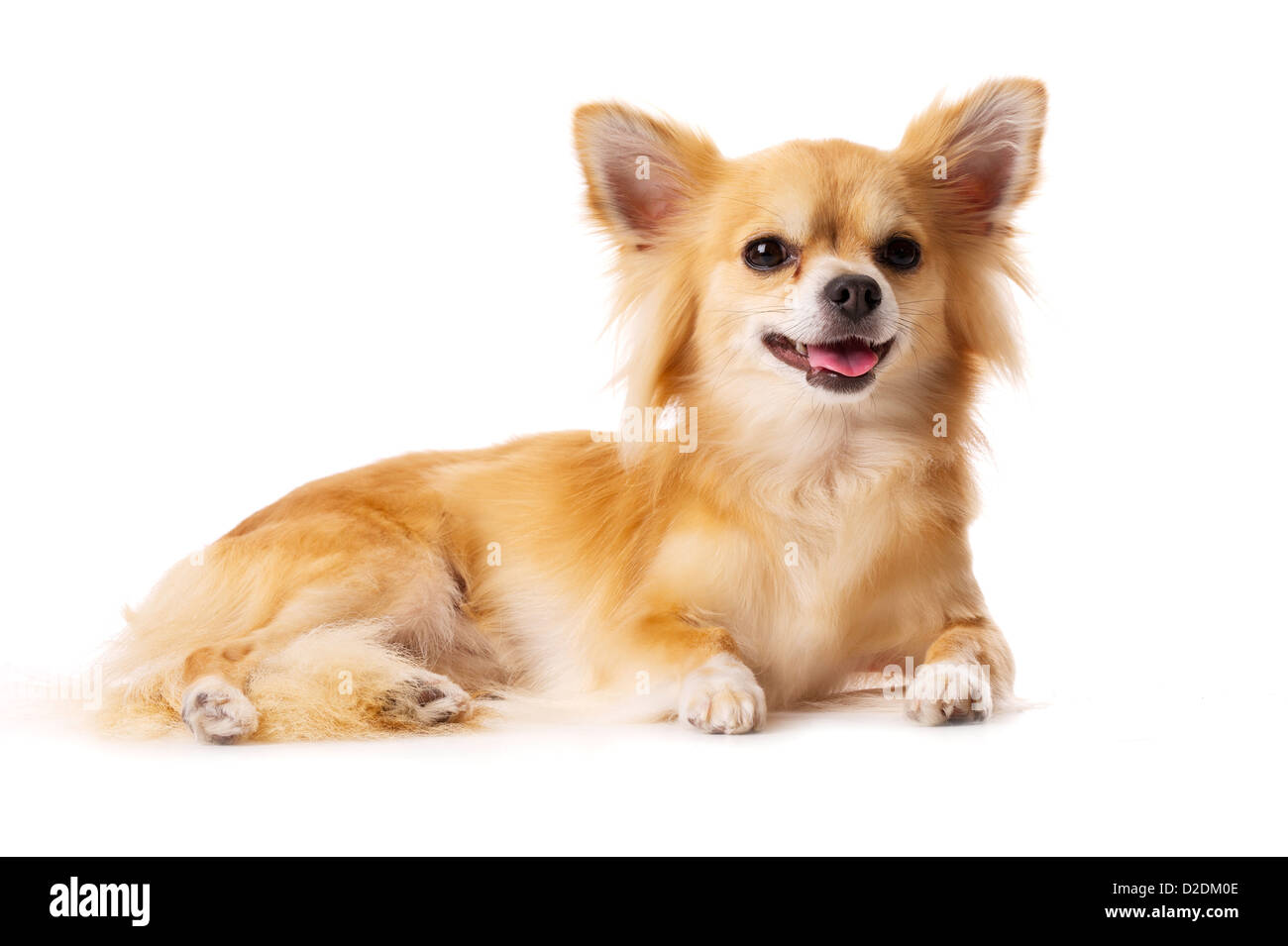 Chihuahua cane guardando la telecamera isolata su uno sfondo bianco Foto Stock