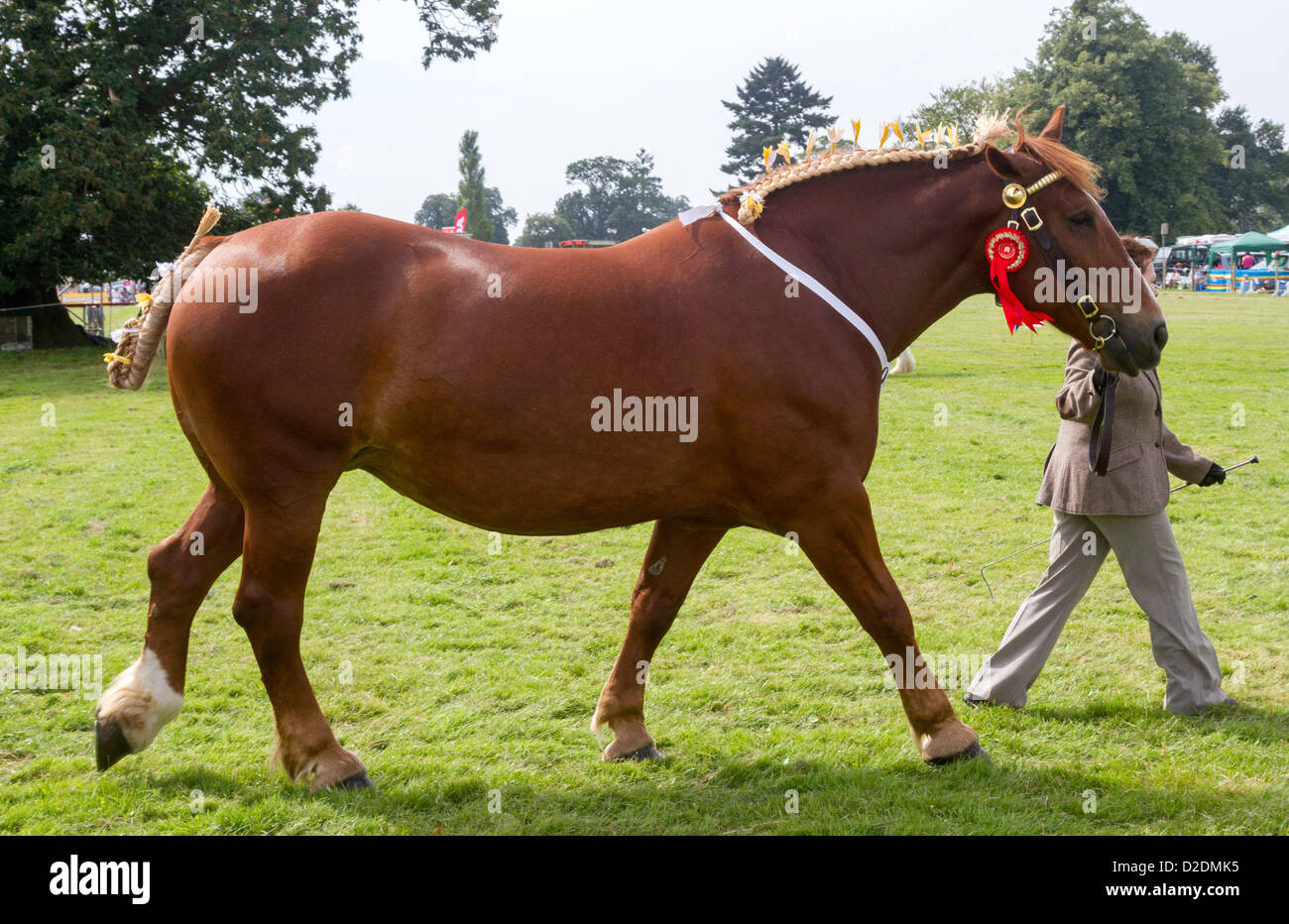 Suffolk Punch pesanti a cavallo Ellingham Paese mostrano, Ringwood Hampshire, Agosto 2012 Foto Stock