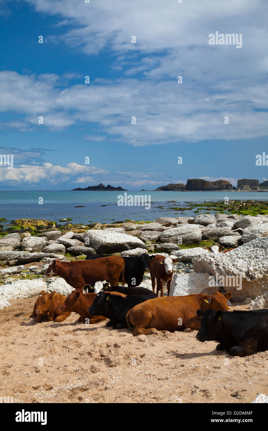 Bestiame sulla spiaggia di sabbia di Whitepark Bay, nella contea di Antrim, Irlanda del Nord. Foto Stock