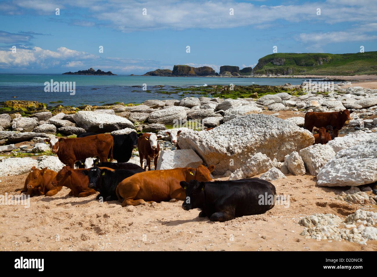 Bestiame sulla spiaggia di sabbia di Whitepark Bay, nella contea di Antrim, Irlanda del Nord. Foto Stock