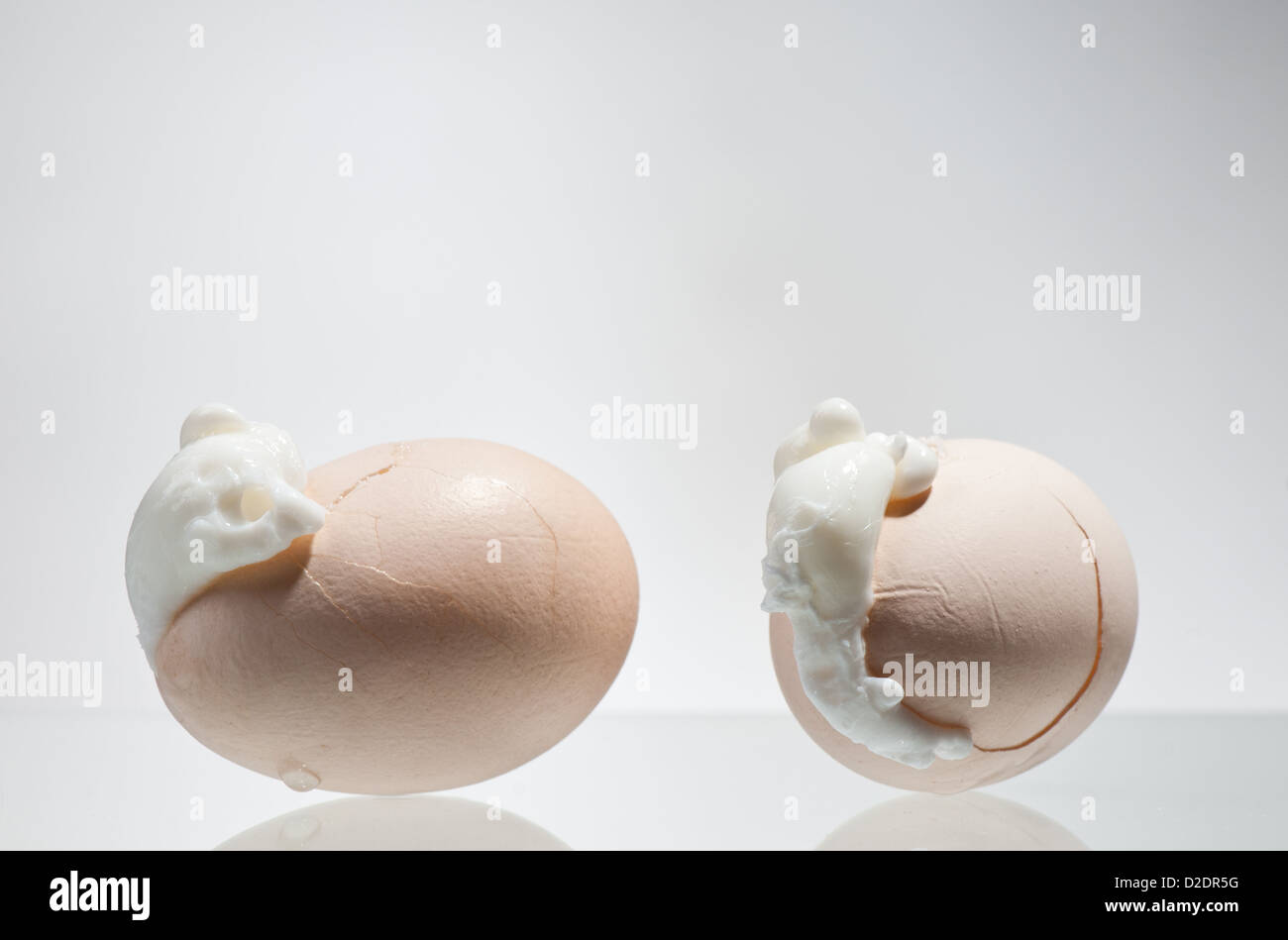 Due bollite le uova incrinate gusci con albume di uovo di gallina Foto Stock