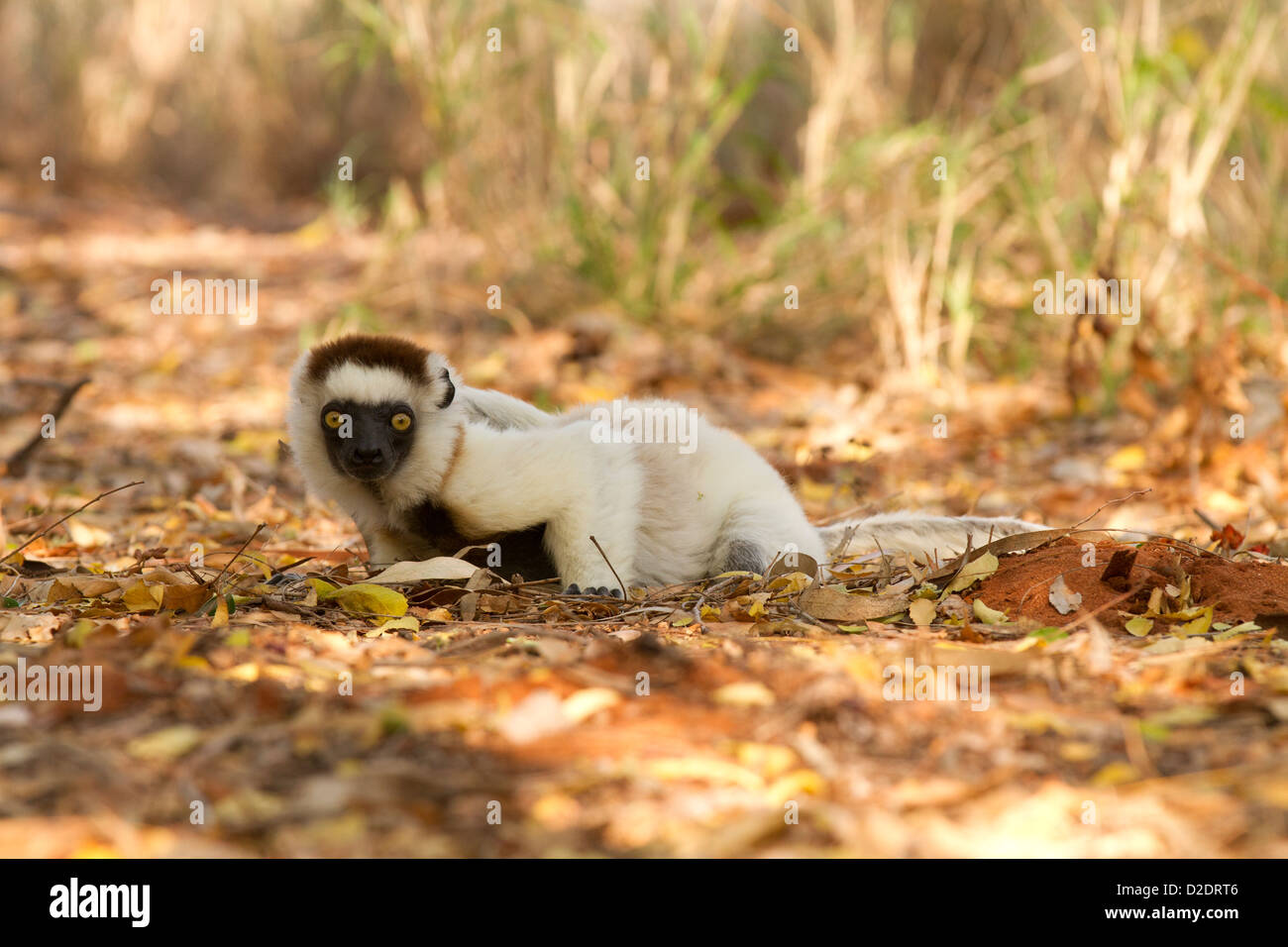 La Verreaux Sifaka, (Propithecus verreauxi) seduto a terra Foto Stock