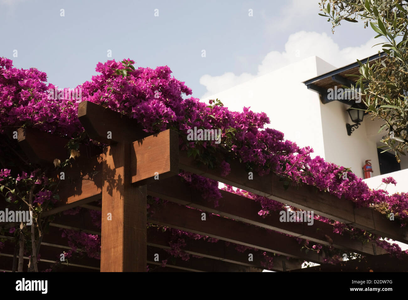 Bougainvillea flowers flowering pergola immagini e fotografie stock ad alta  risoluzione - Alamy