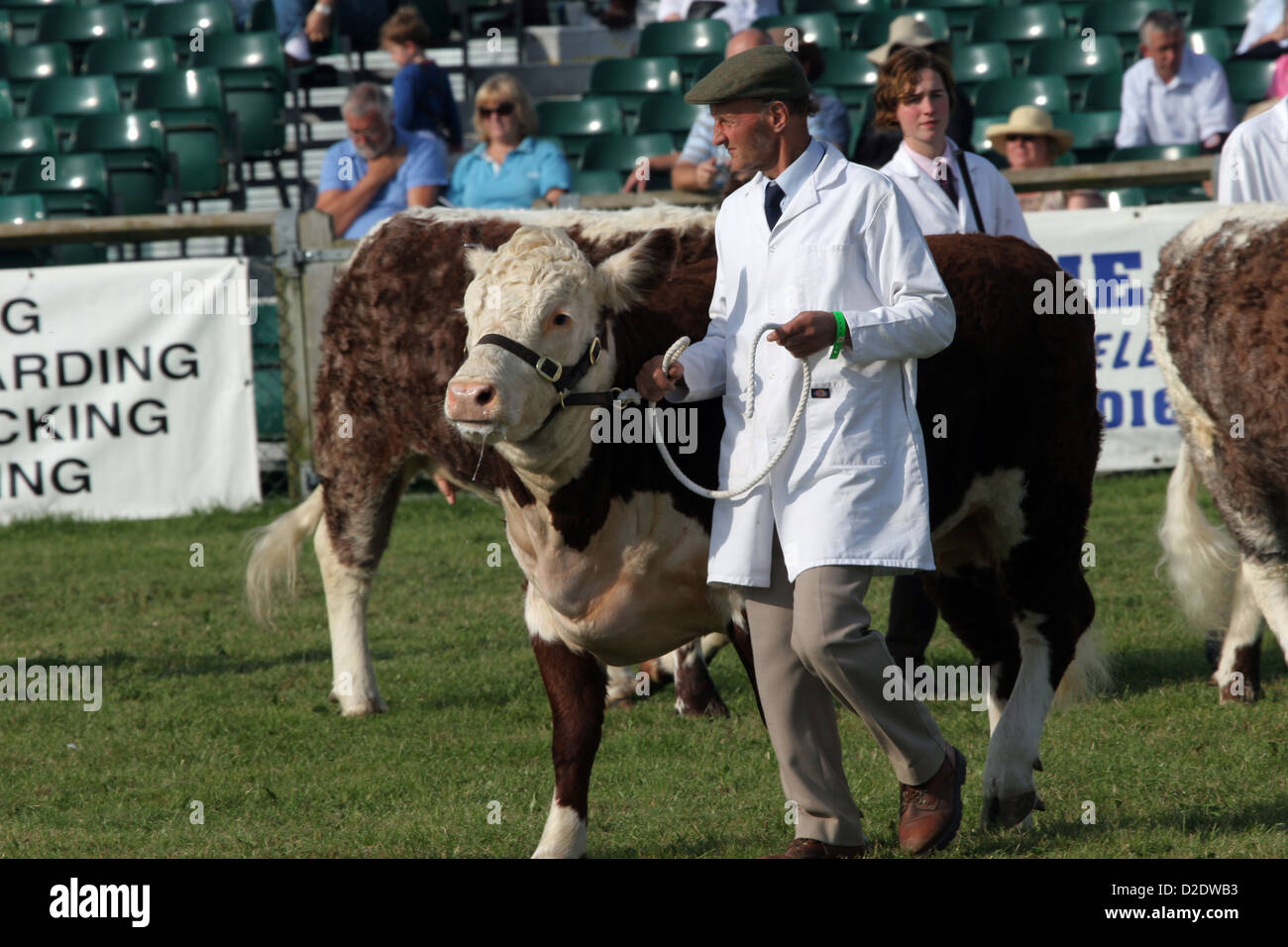 Hereford Bull a mostra tempo Foto Stock