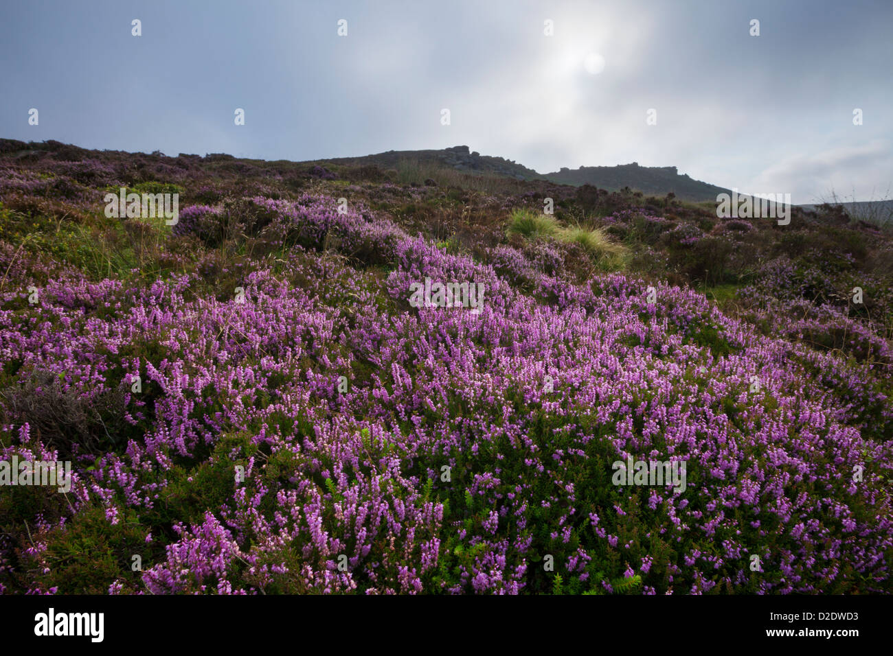 Comuni / Erica Ling {Calluna vulgaris} in fiore sul bordo Derwent, Parco Nazionale di Peak District, Derbyshire, Regno Unito. Settembre. Foto Stock