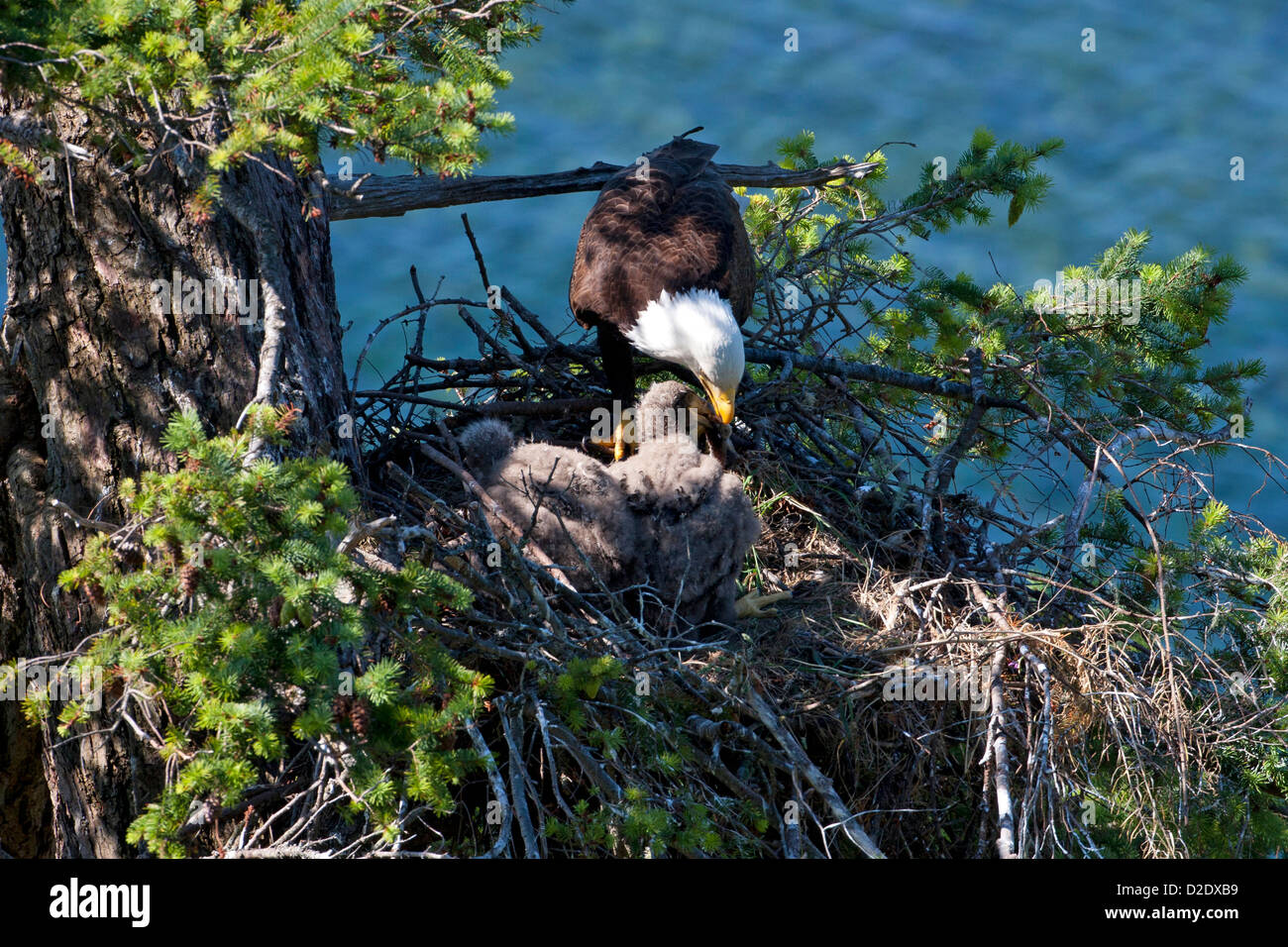 Aquila calva (Haliaeetus leucocephalus) adulto sul nido in Douglas Fir Tree alimentare due eaglets a Denman Island, BC, Canada in giugno Foto Stock