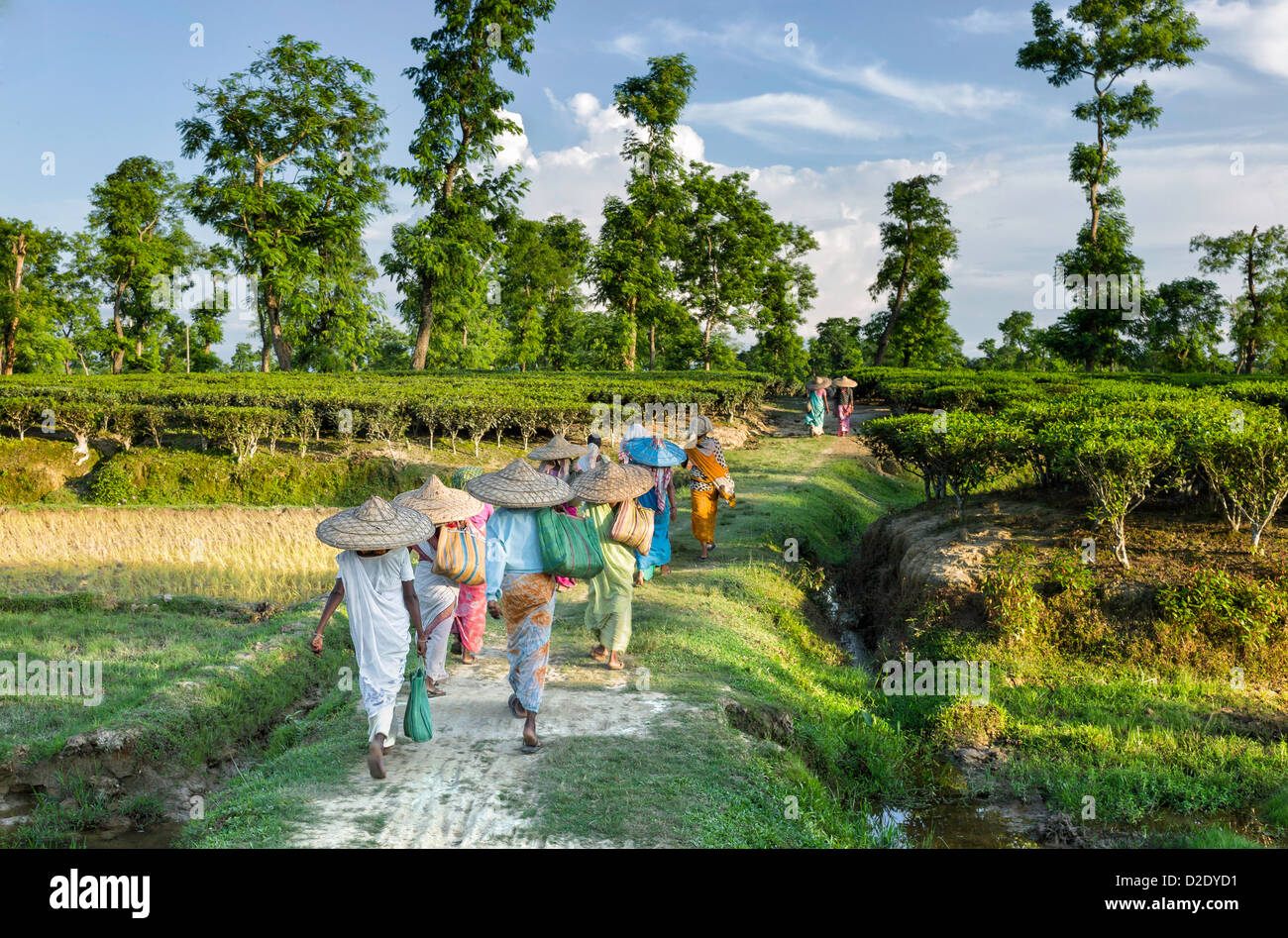 Le foglie di tè vendemmiatori tornano a casa alla fine di una dura giornata di lavoro sulla piantagione vicino a Jorhat, Assam, India. Foto Stock