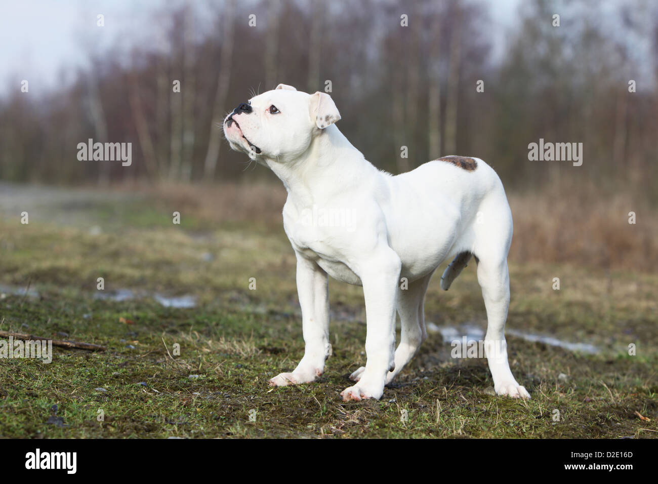 Cane bulldog americano / Bully adulto in piedi in un prato Foto Stock