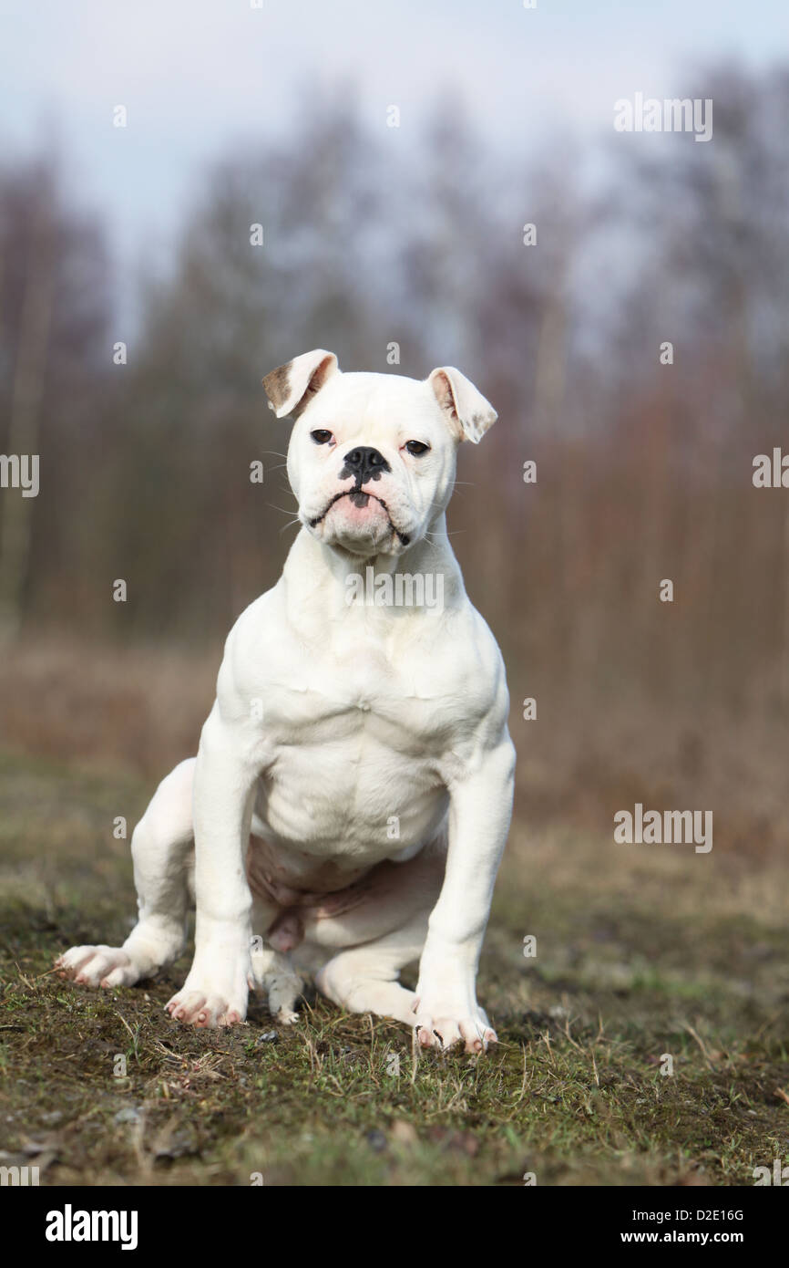 Cane bulldog americano / Bully adulto seduto in un prato Foto Stock