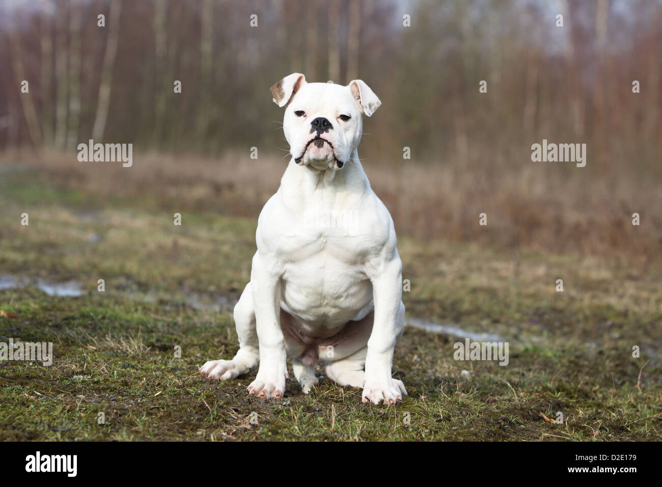 Cane bulldog americano / Bully adulto seduto in un prato Foto Stock
