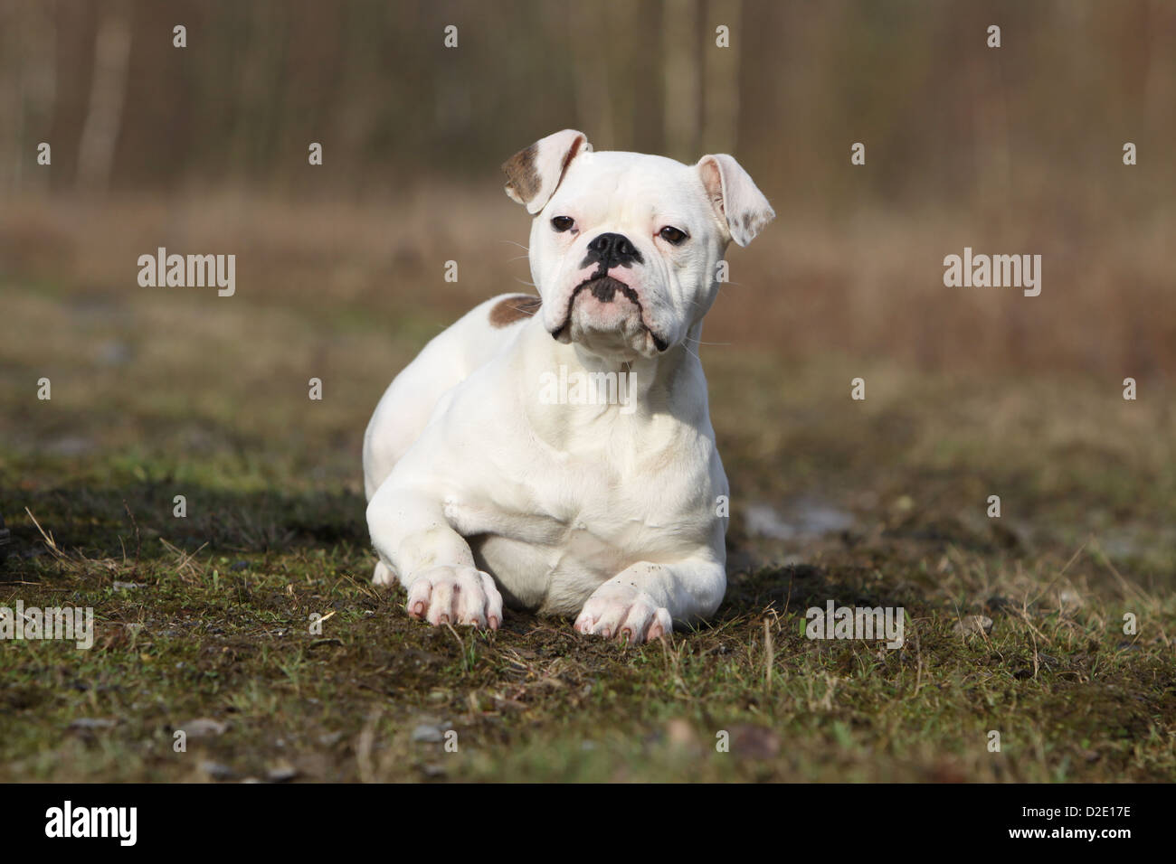 Cane bulldog americano / Bully adulto giacente in un prato Foto Stock