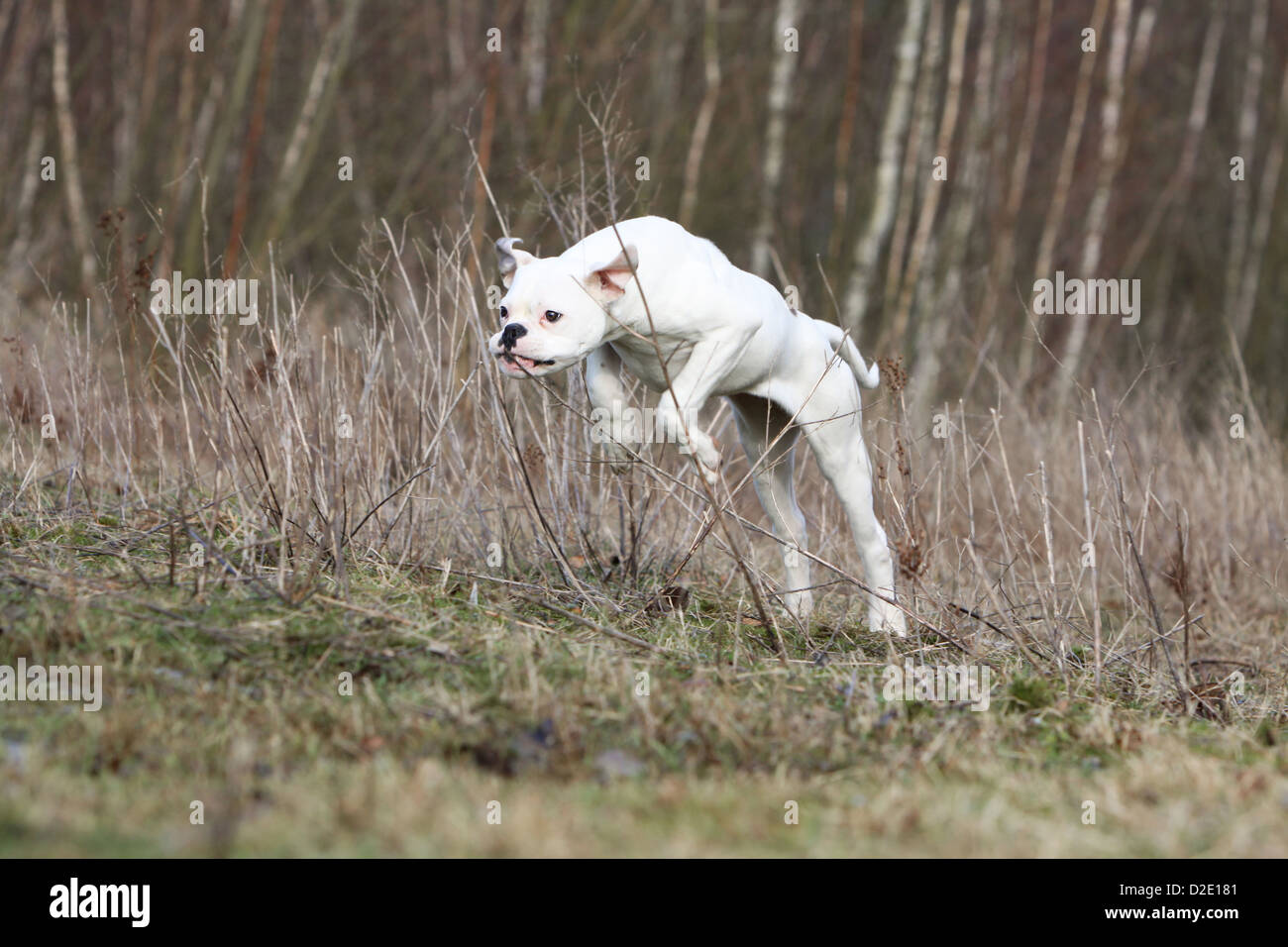 Cane bulldog americano / Bully adulto in esecuzione in un prato Foto Stock