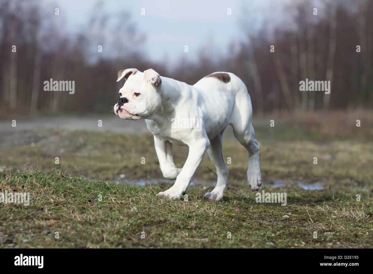 Cane bulldog americano / Bully adulto in esecuzione in un prato Foto Stock