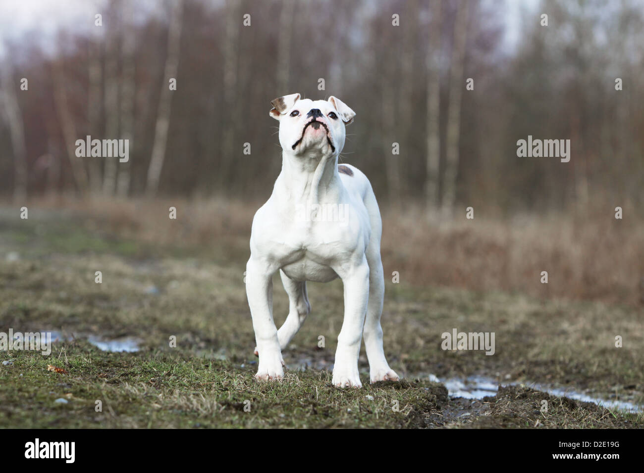 Cane bulldog americano / Bully adulto in piedi in un prato Foto Stock