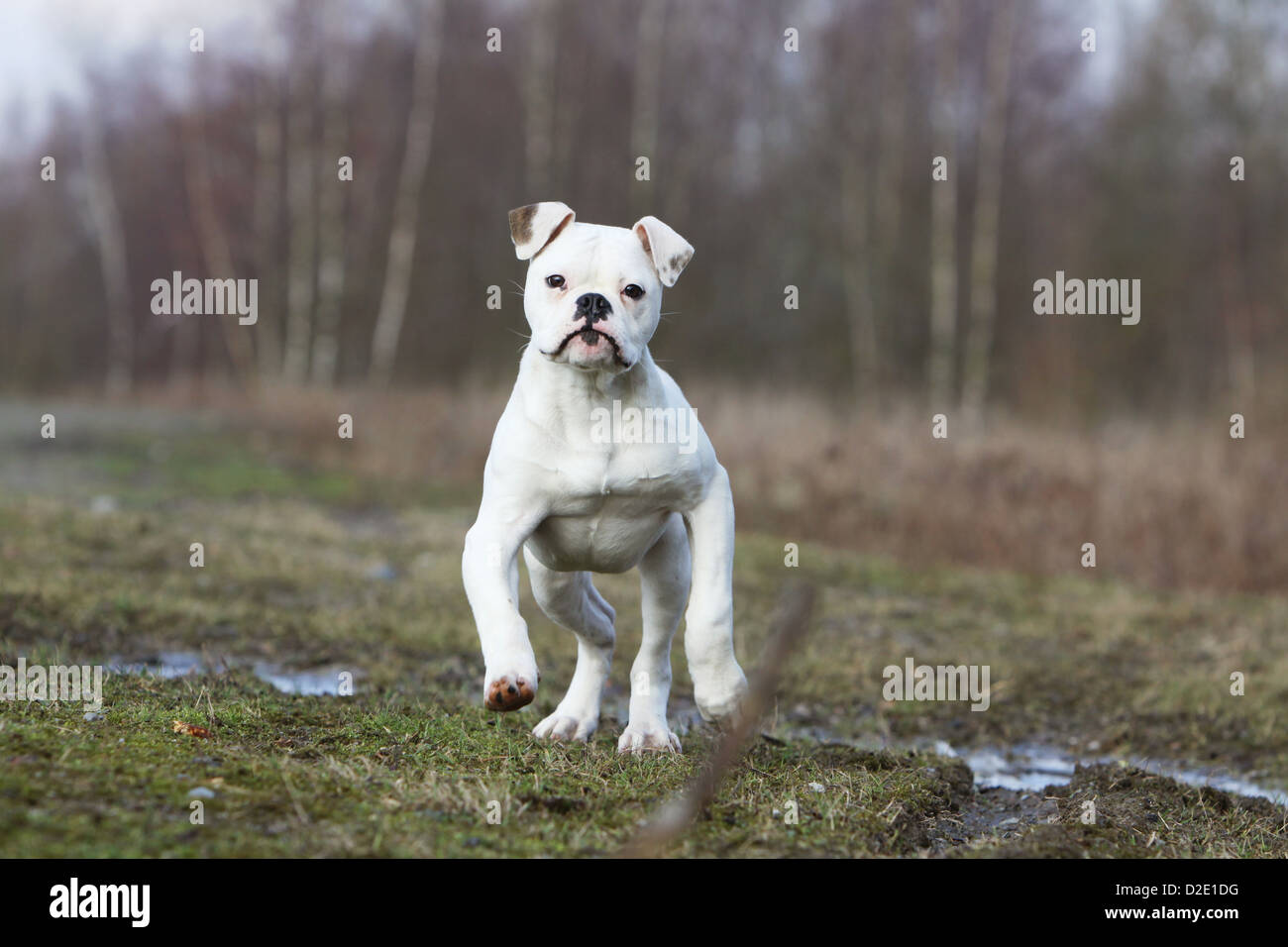 Cane bulldog americano / Bully adulto in esecuzione in un prato Foto Stock