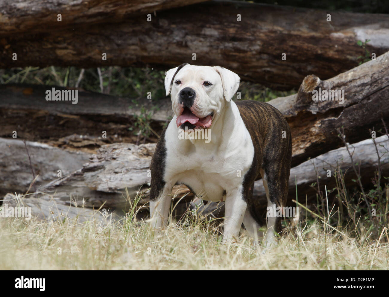 Cane bulldog americano / Bully adulto in piedi in un prato Foto Stock