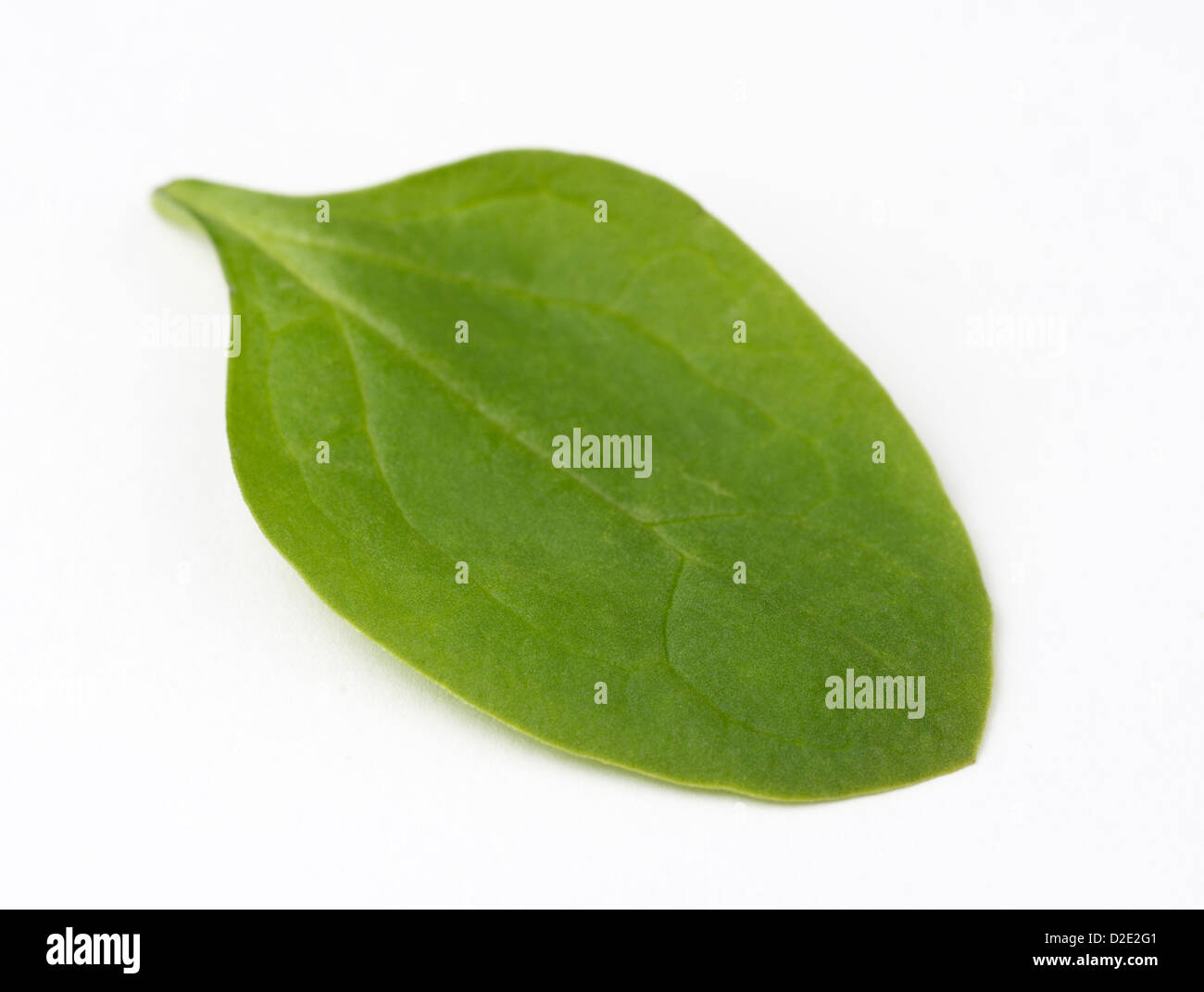 Gli spinaci, Spinacia oleracea, leaf Foto Stock