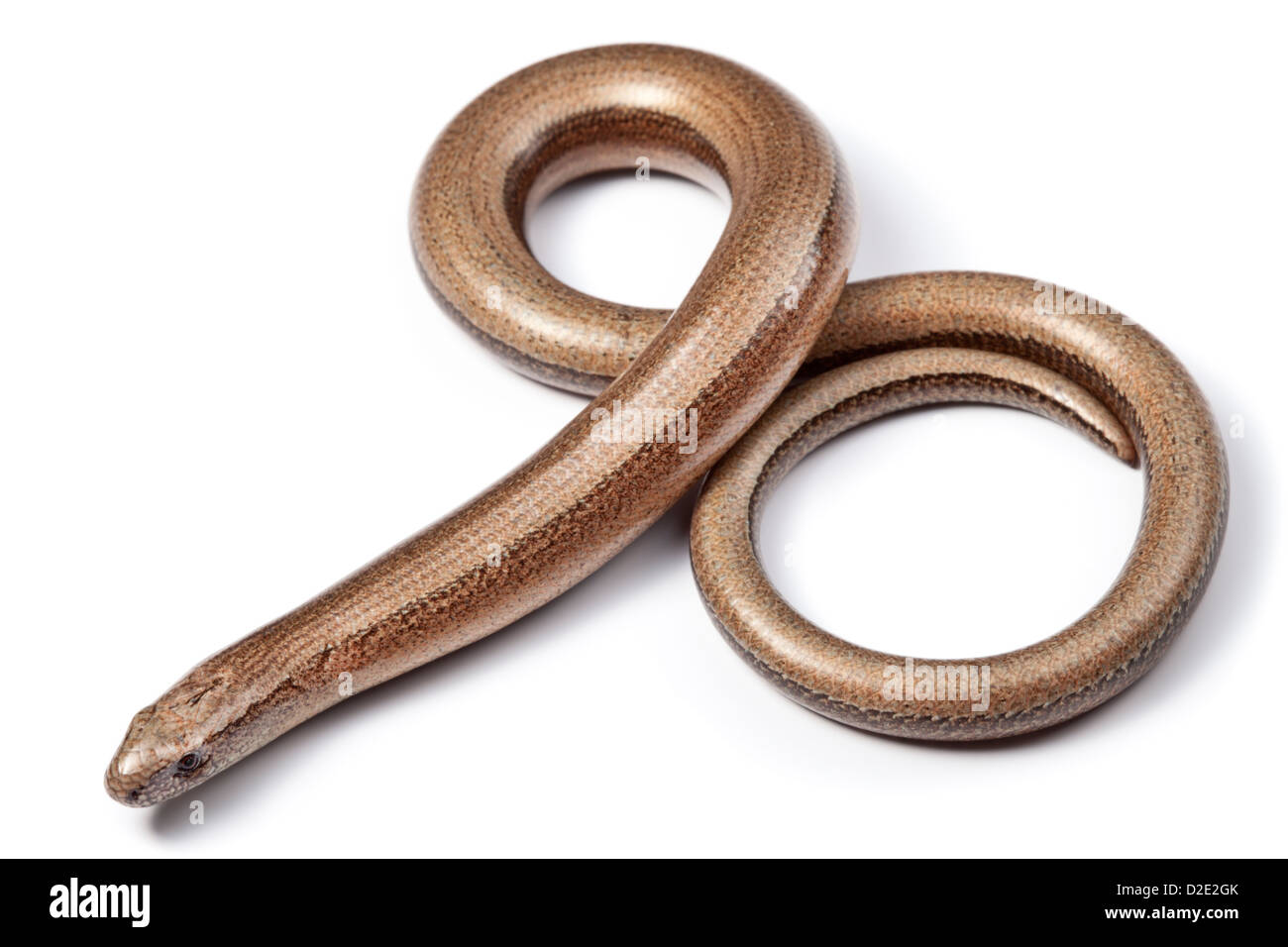 Worm lenta {Anguis fragilis}, fotografato su uno sfondo bianco. Midi-Pyrenees, Pirenei, Francia. Agosto. Foto Stock