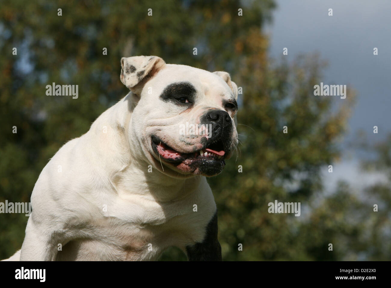 Cane bulldog americano / Bully ritratto per adulti Foto Stock