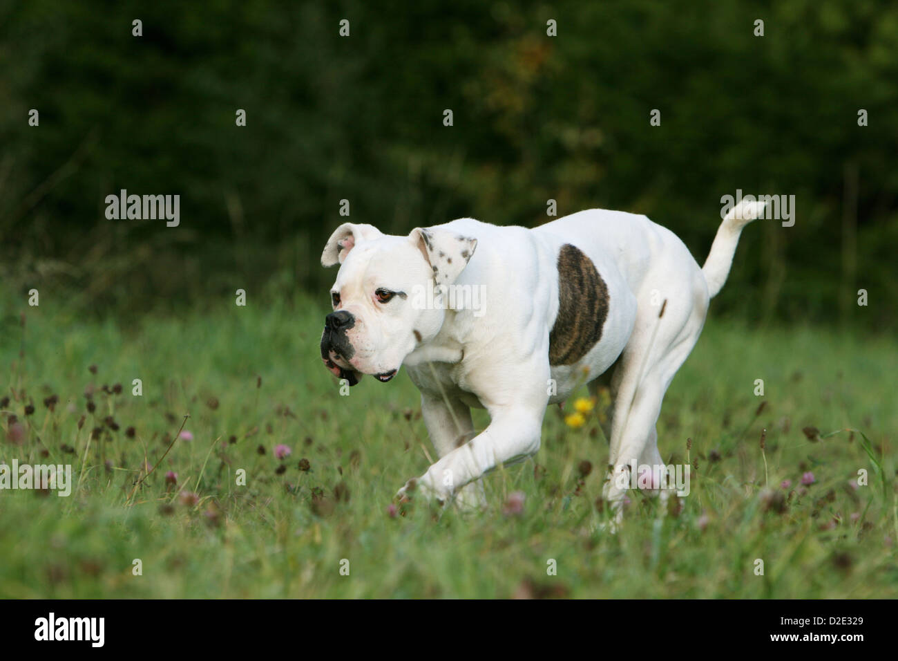 Cane bulldog americano / Bully cucciolo camminando in un prato Foto Stock