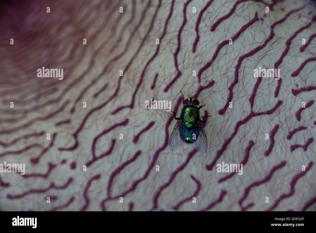 Stapelia cactus in Penonome, Cocle Affitto provincia, Repubblica di Panama. Foto Stock