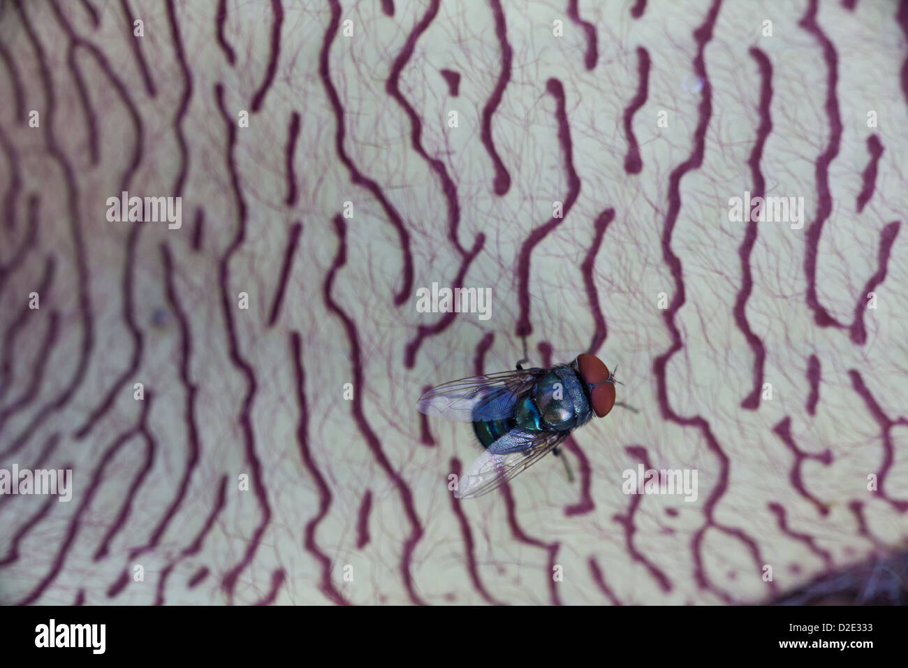 Stapelia cactus in un giardenin Penonome, provincia di Cocle, Repubblica di Panama. Foto Stock