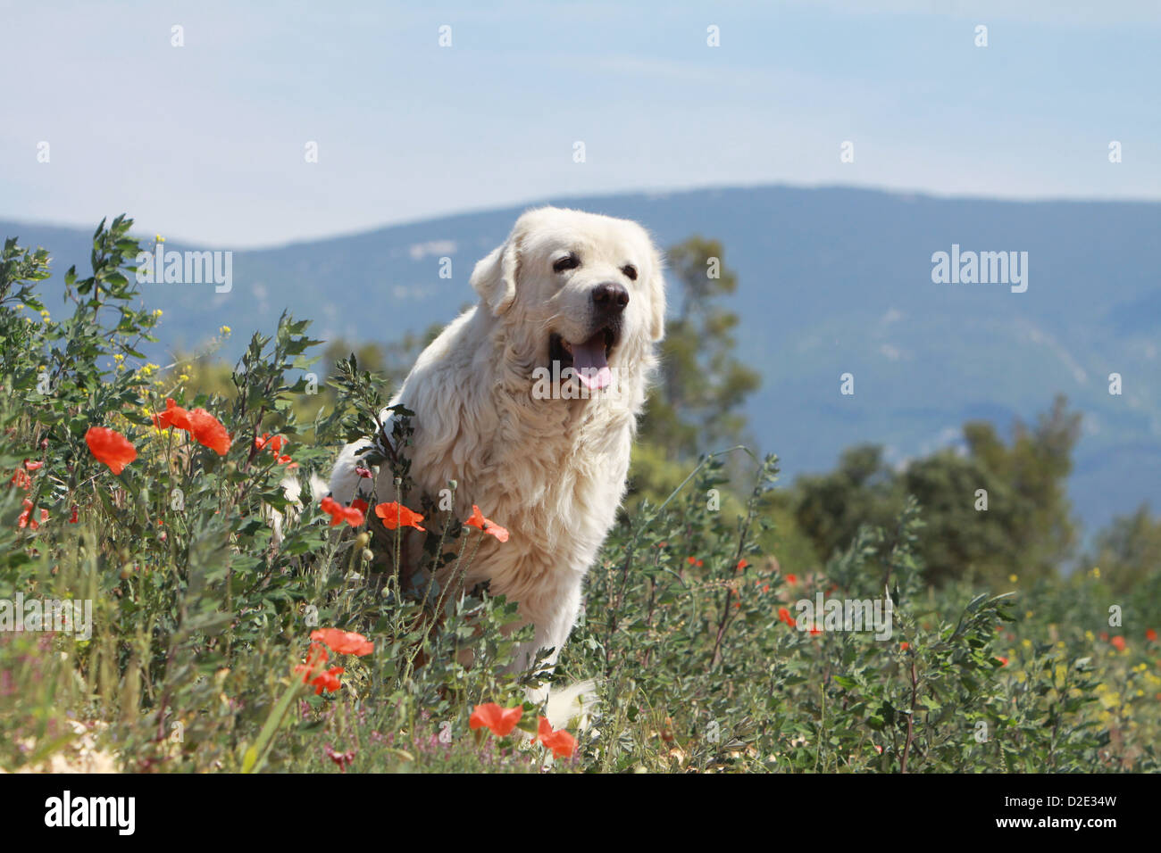 Cane di Tatra polacchi Sheepdog / Tatra Mountain Sheepdog / Podhale adulto seduto in un prato Foto Stock