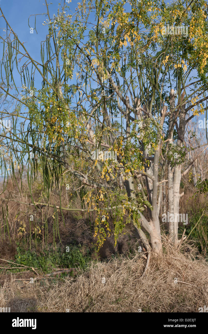 Moringa cuscinetto albero frutto 'Moringa oleifera ". Foto Stock