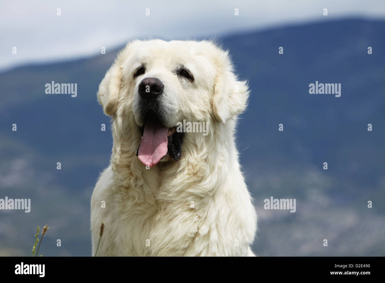Cane di Tatra polacchi Sheepdog / Tatra Mountain Sheepdog / Podhale adulto ritratto Foto Stock