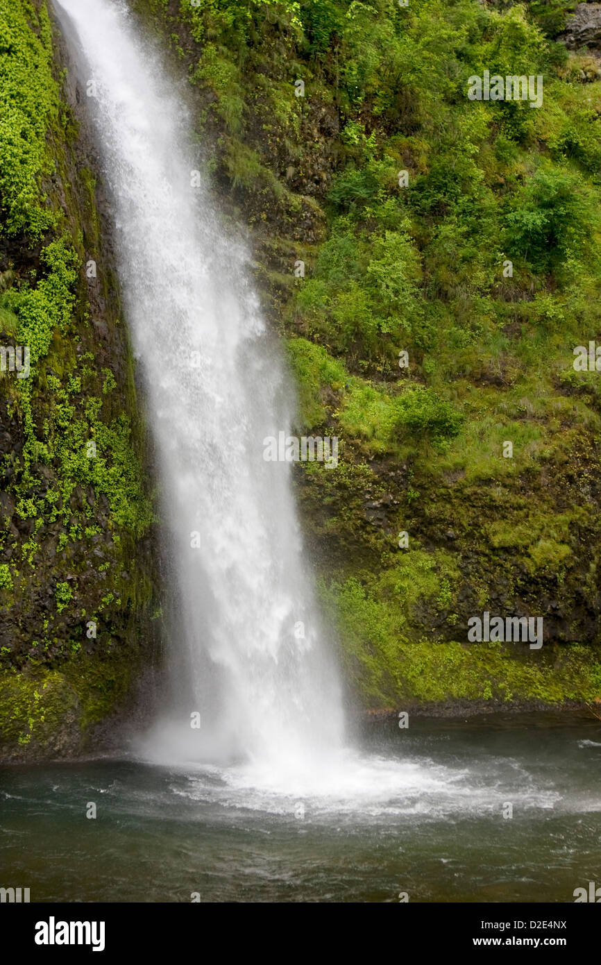 Equiseto cade nella Columbia River Gorge National Scenic Area, Oregon. Foto Stock