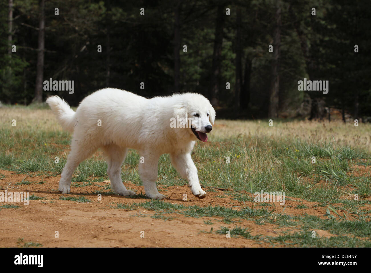 Cane di Tatra polacchi Sheepdog / Tatra Mountain Sheepdog / Podhale adulto in esecuzione Foto Stock