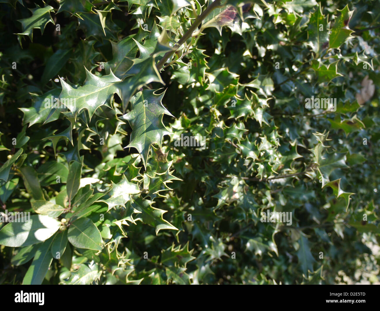 Pianta di Holly Foto Stock