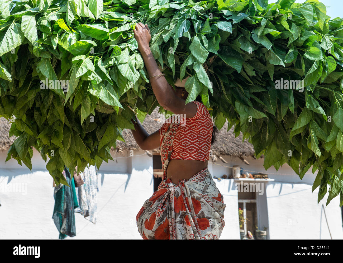 Donna indiana che trasportano il taglio delle piante di gelso, cibo per i bachi da seta, attraverso un rurale villaggio indiano. Andhra Pradesh, India Foto Stock