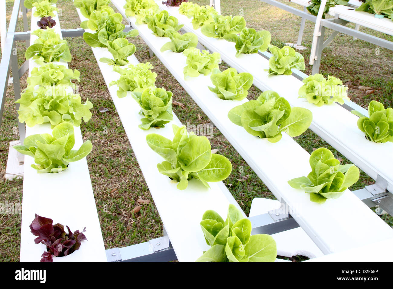 Molti tipi di soilless o sistema hydroponic Foto Stock