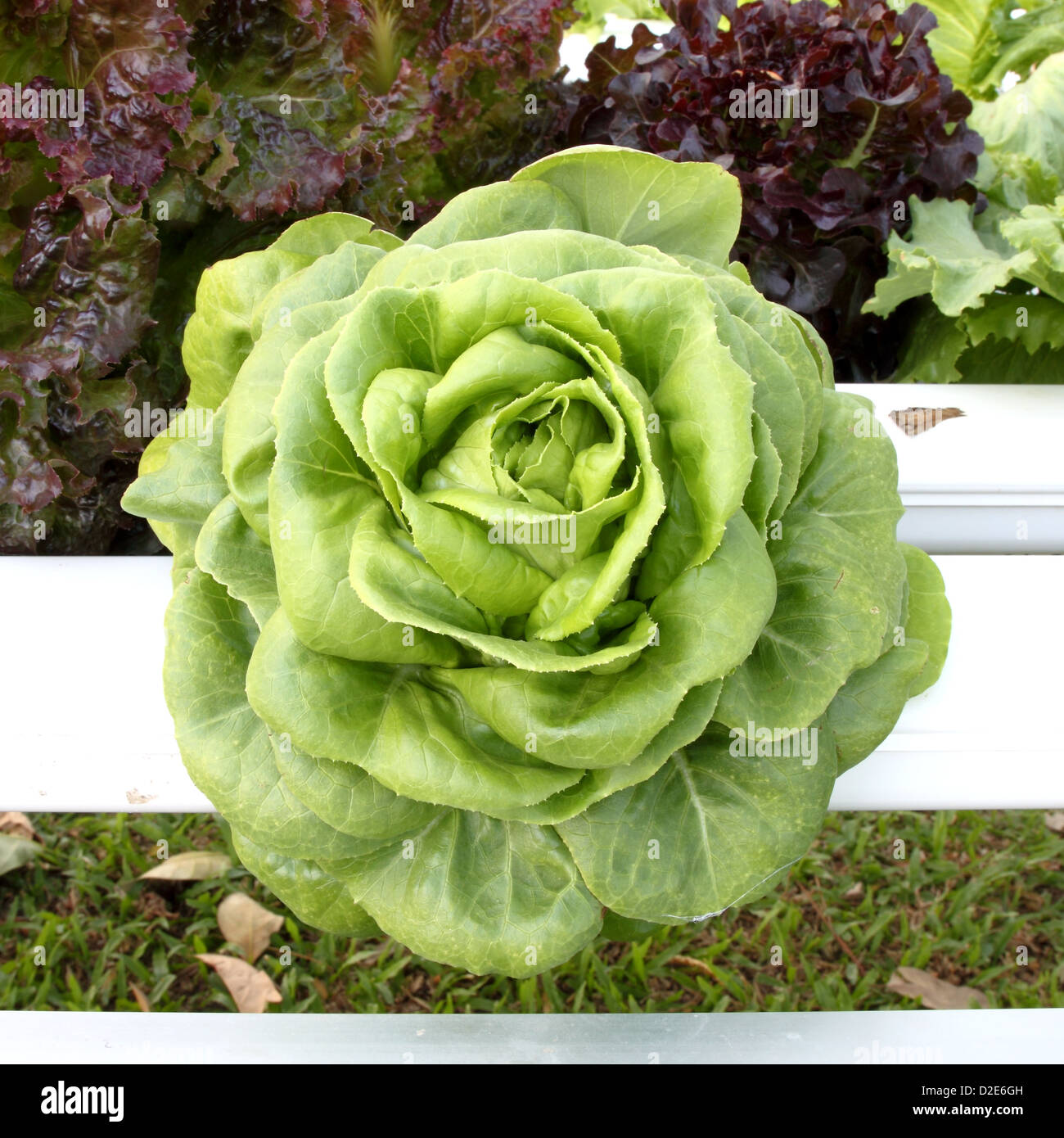Close-up di hydroponics di origine vegetale che non hanno bisogno di alcuna massa per impianto Foto Stock