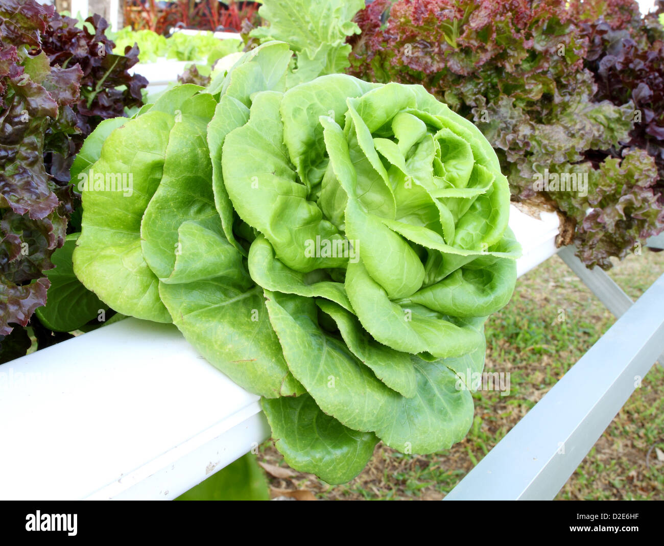 Close-up di hydroponics di origine vegetale che non hanno bisogno di alcuna massa per impianto Foto Stock