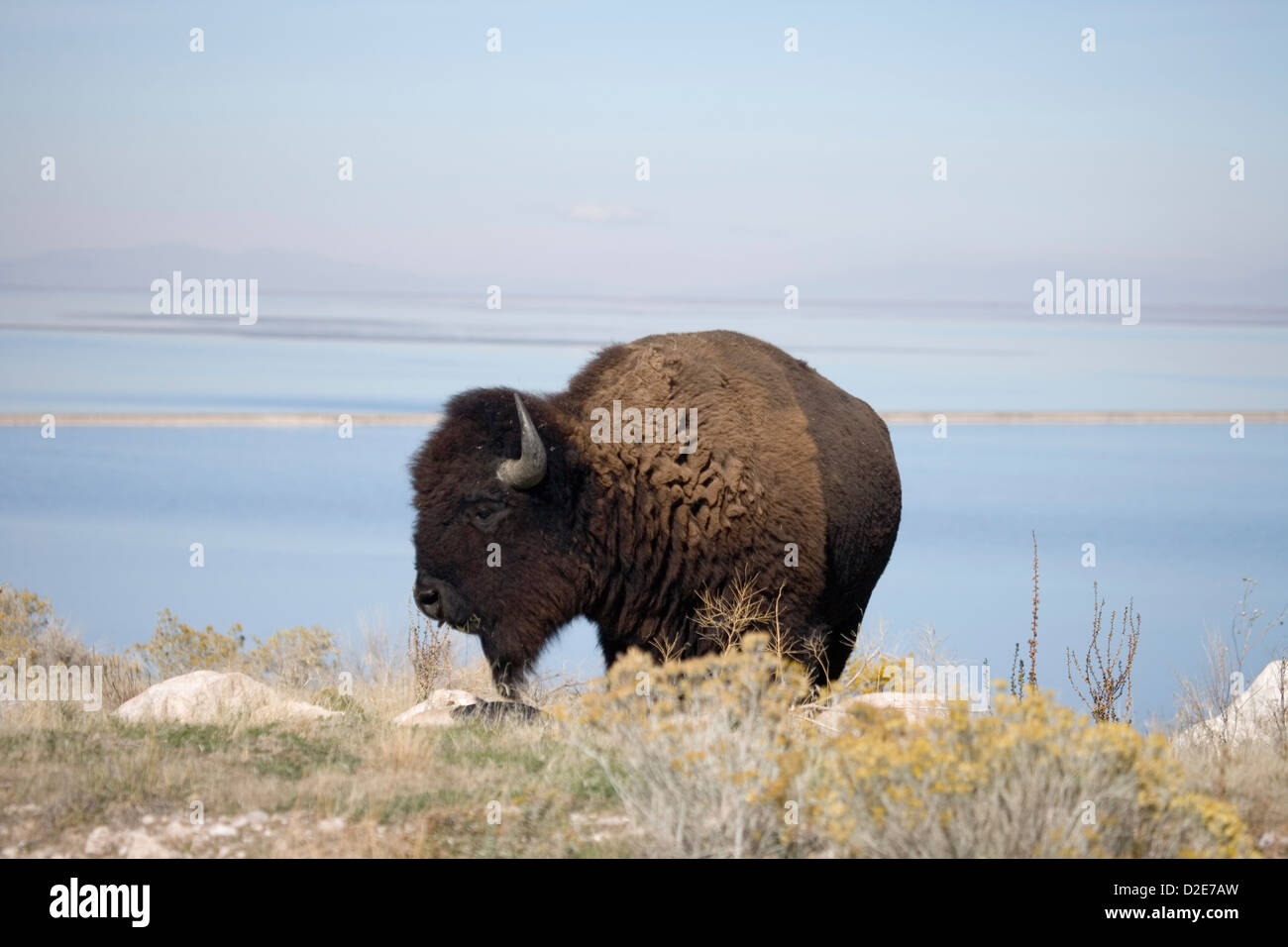 Buffalo con il Grande Lago Salato dietro Foto Stock