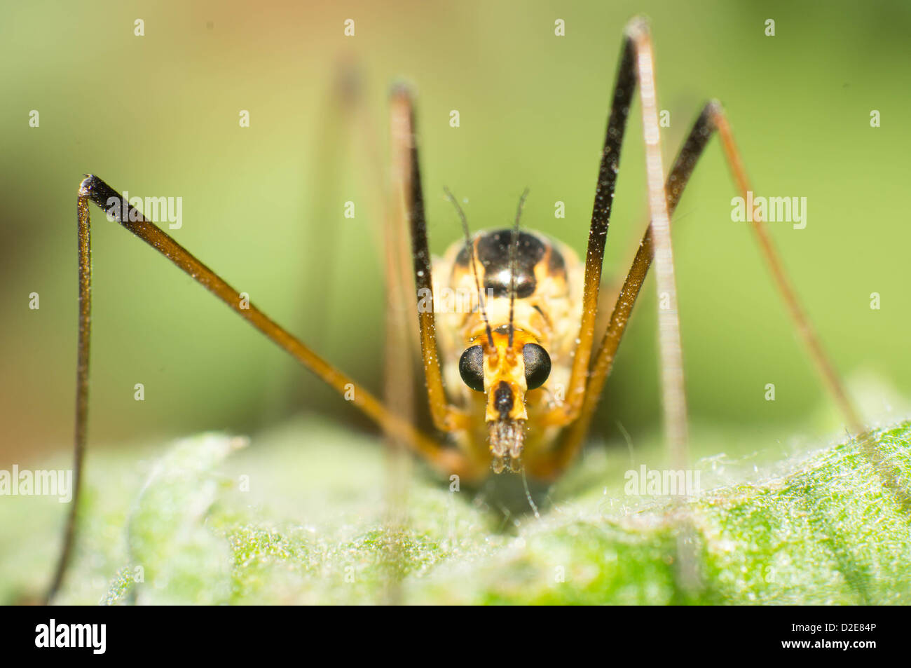 Mosquito Scorpion la testa lacewing close-up Foto Stock