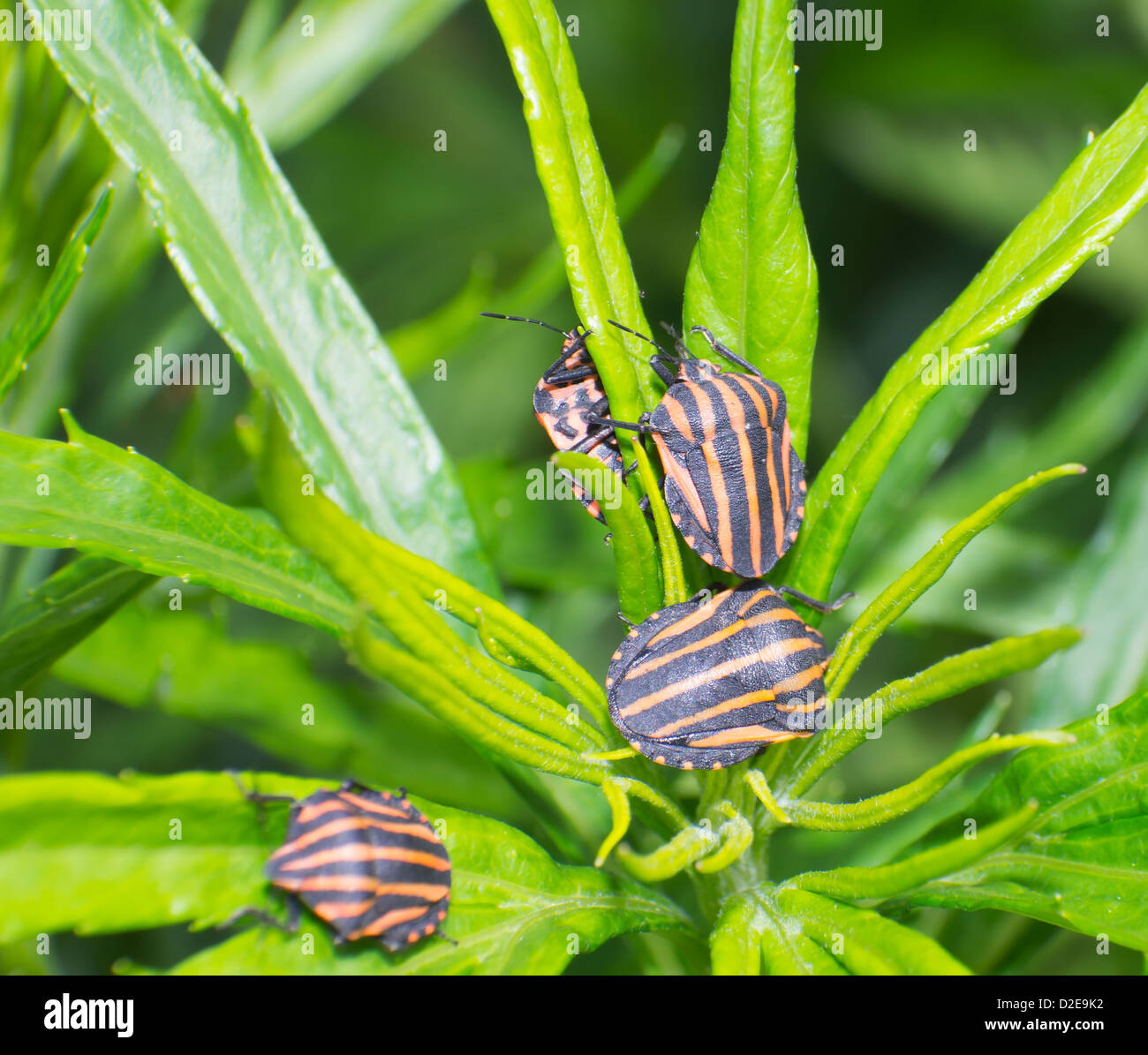 Il stinkbug close-up di strisce dorate Foto Stock