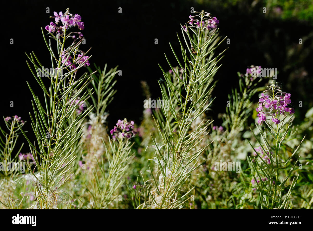 Chamaenerion angustifolium, Seedheads di Rosebay Willowherb, Galles, Regno Unito. Foto Stock