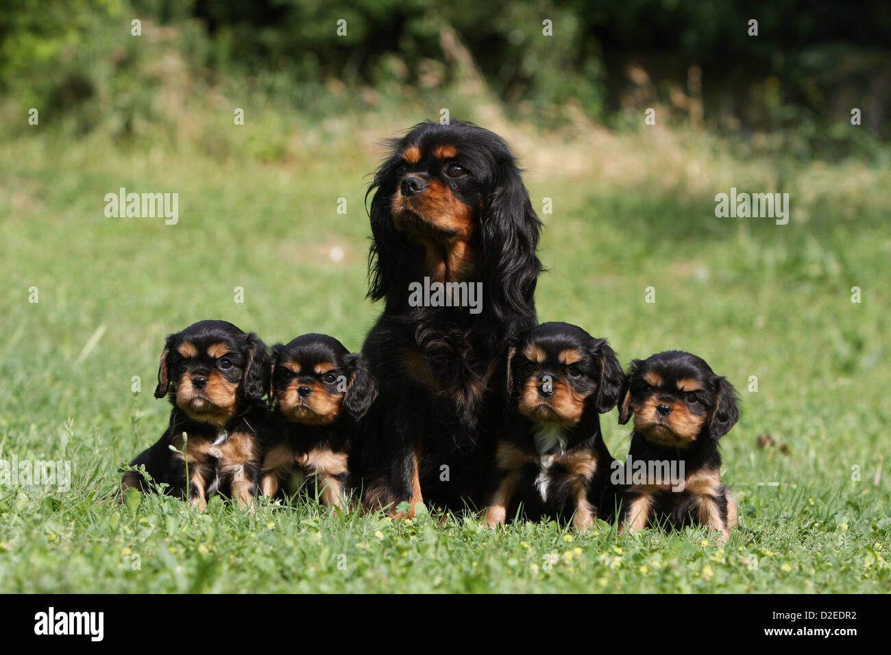 Cane Cavalier King Charles Spaniel adulto e quattro cuccioli (nero e marrone) seduto in un prato Foto Stock