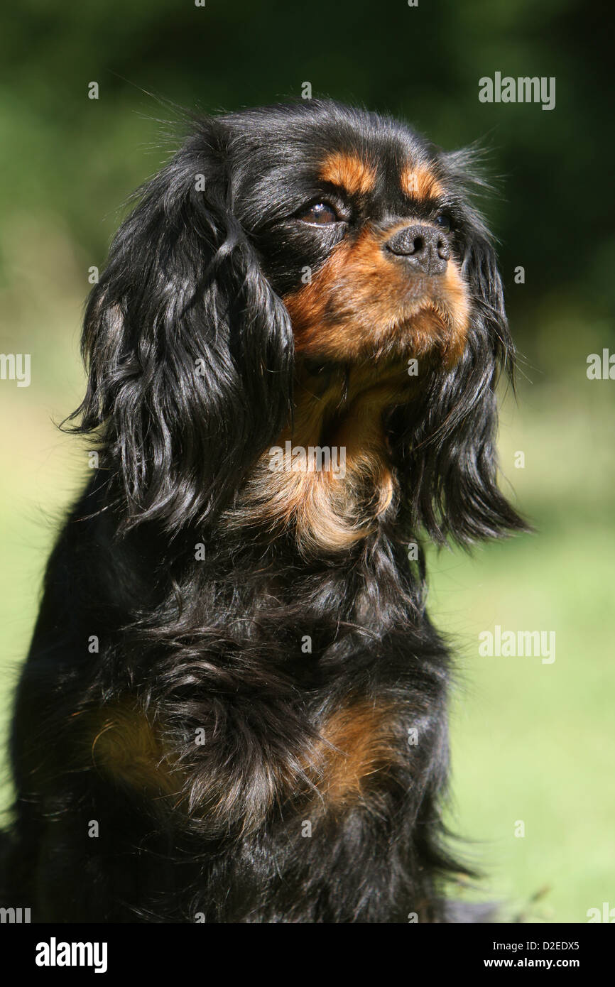 Cane Cavalier King Charles Spaniel adulto (nero e marrone) profilo verticale Foto Stock