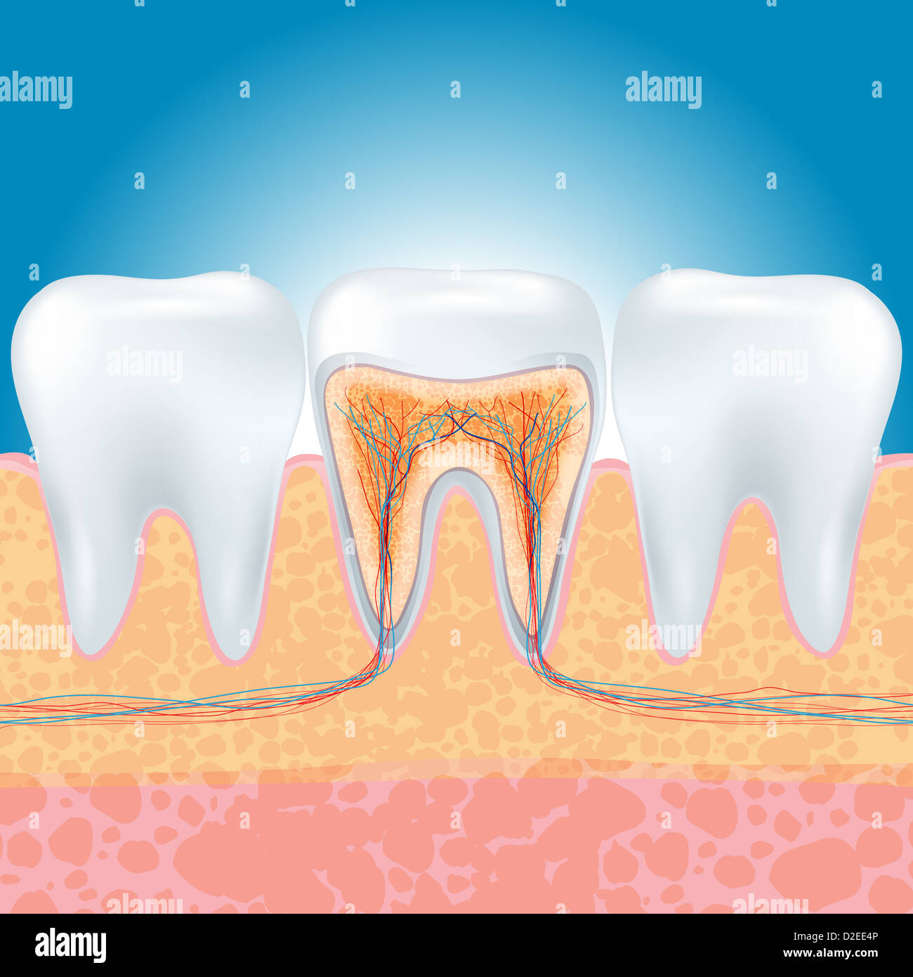 Anatomia del dente Foto Stock