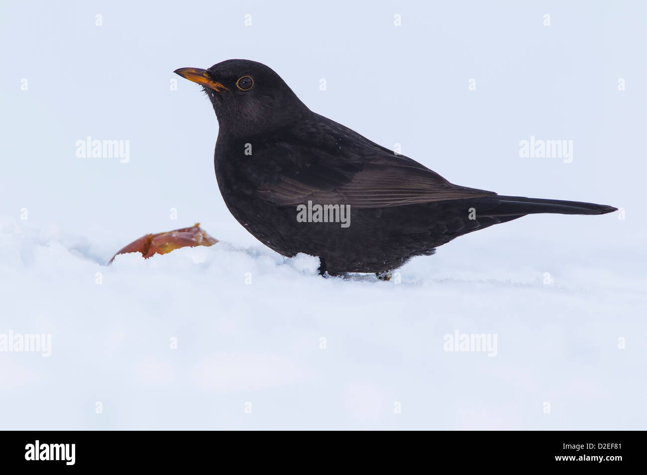Merlo nella neve con una manna di Apple. Foto Stock
