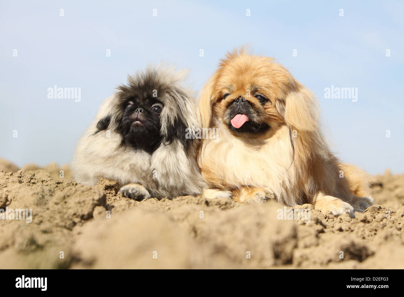 Dog Pekingese / Pekinese / Pékinois adulto e cucciolo giacente in un campo Foto Stock