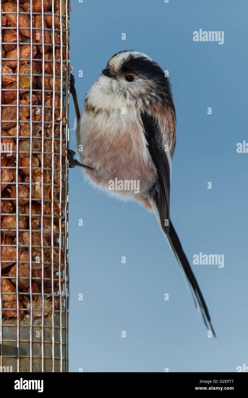 LONG-tailed TIT su un alimentatore PEANUT Foto Stock