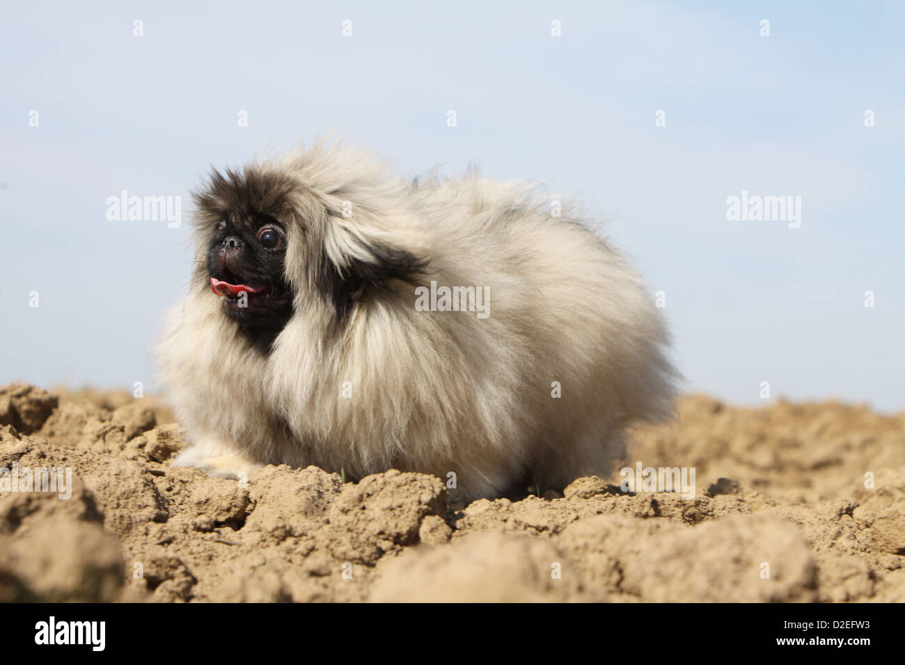 Dog Pekingese / Pekinese / Pékinois cucciolo a piedi in un campo Foto Stock