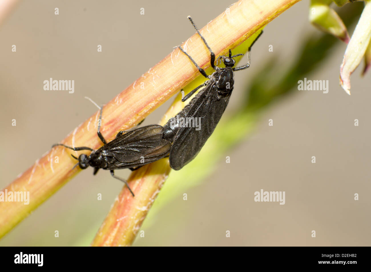 I due coniugati black insetti in estate. Foto Stock