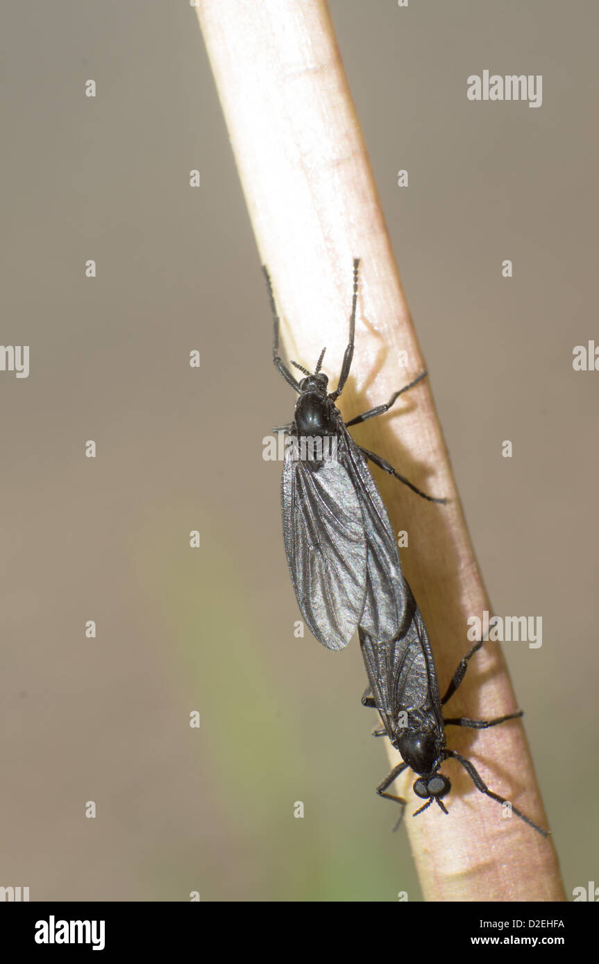 I due coniugati black insetti in estate. Foto Stock